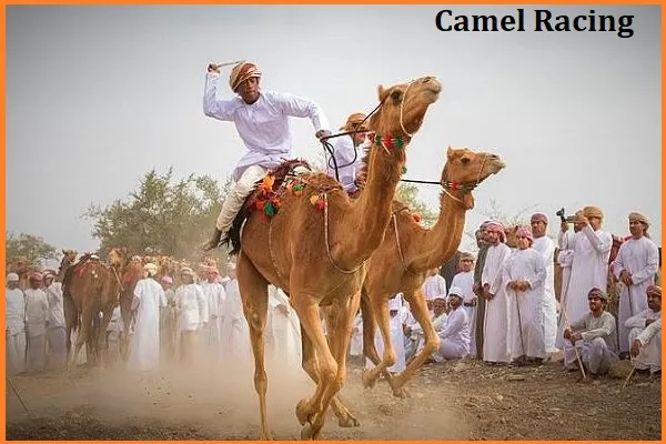 History of Camel Racing